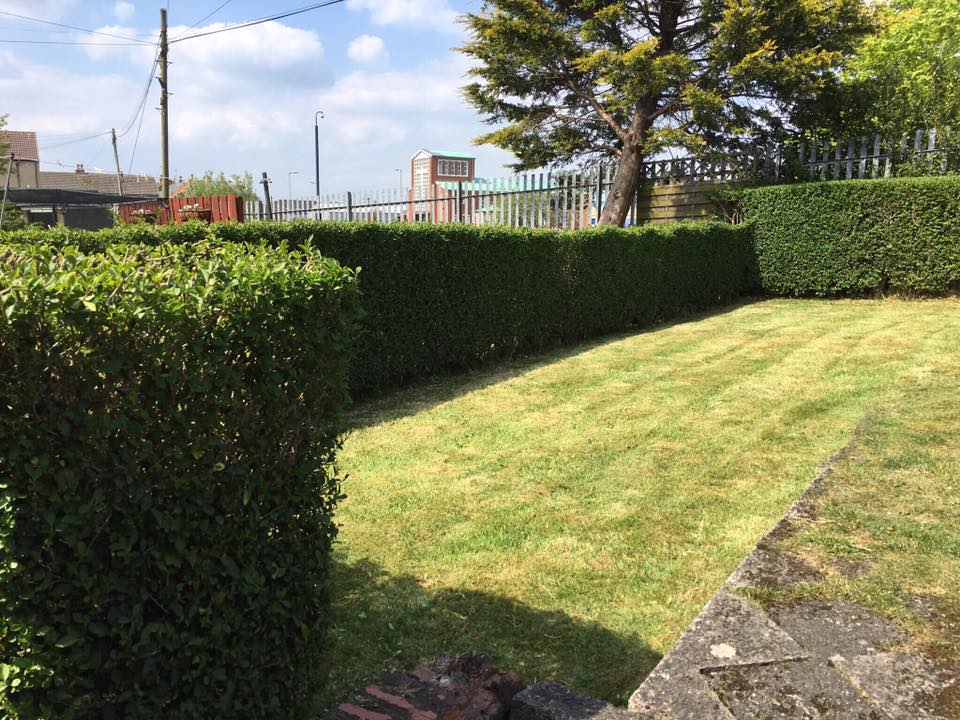 Landscaping project with retaining walls and planting