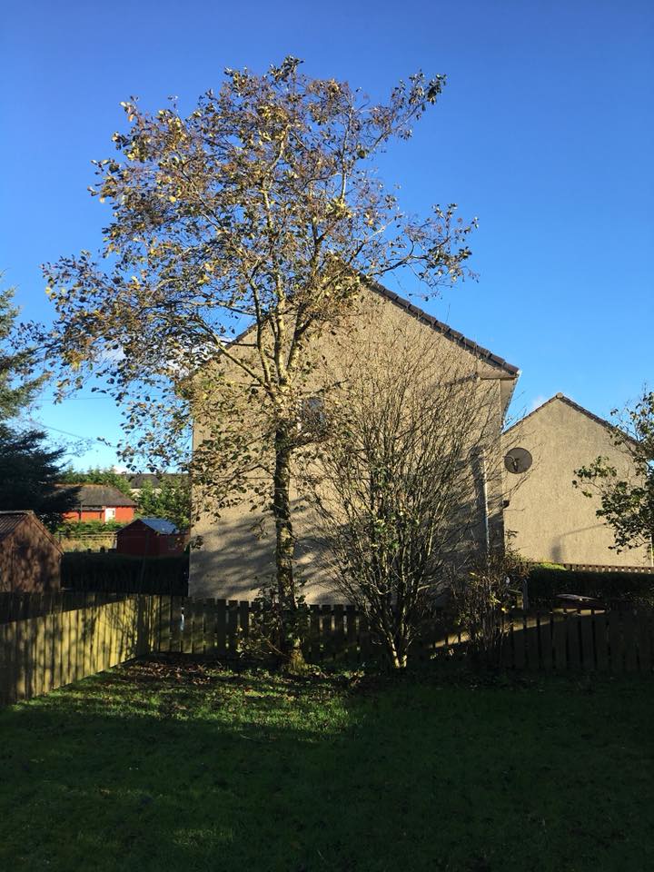 Ground-level timber decking for outdoor dining